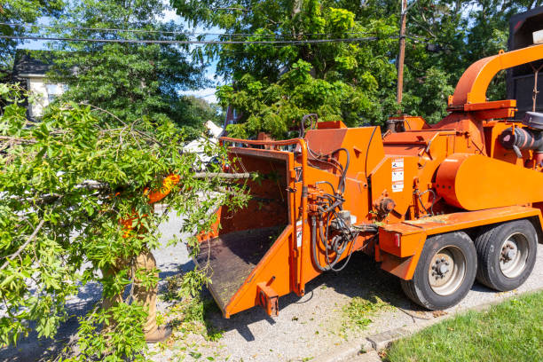 Best Tree Removal Near Me  in Salisbury, NC